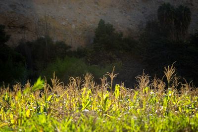 Close-up of lizard on grass