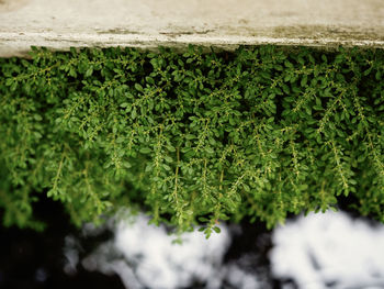Close-up of plants