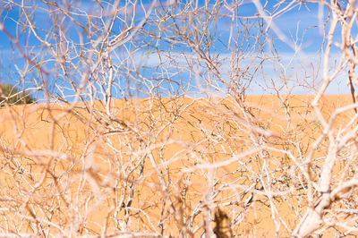 Close-up of plants on field against sky