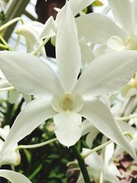 Close-up of white flowers blooming outdoors