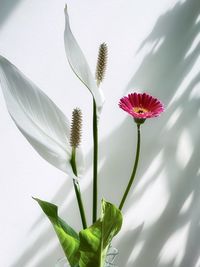 Single pink gerbera and two peace lily flowers against white, shadow patterned wall.