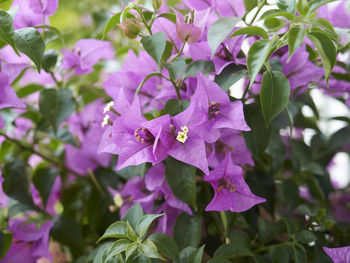 Close-up of purple flowering plant