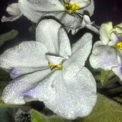 Close-up of flowers