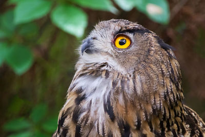 Close-up portrait of a bird