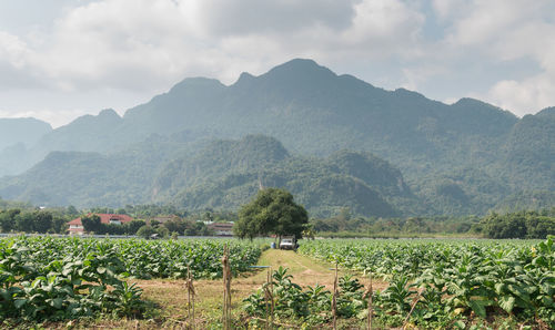 Scenic view of landscape against sky