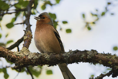 Low angle view of bird perching on tree