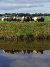 Cows grazing in field