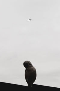 Low angle view of seagull flying in sky