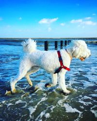 White dog against a seascape