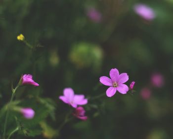 Close-up of pink flowering plant