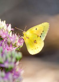 Close-up of butterfly pollinating on flower