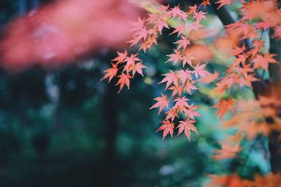 Close-up of maple leaves against blurred background