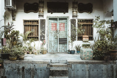 Potted plants on table outside building