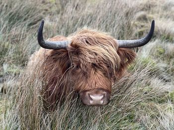 Portrait of cow lying in a field