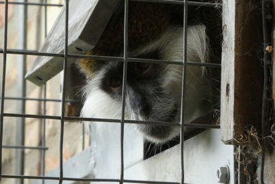 Close-up of monkey in zoo