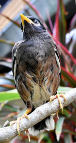 Close-up of bird perching on branch