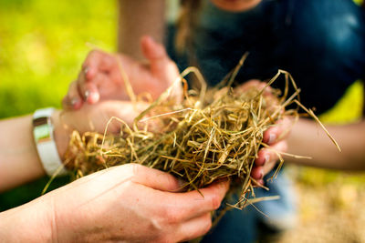 Midsection of friends holding hay