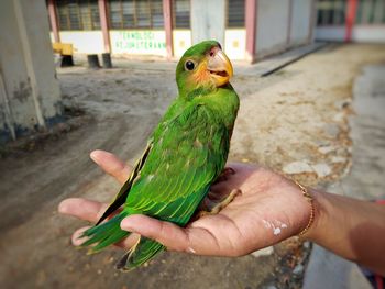 Cropped image of hand holding parrot