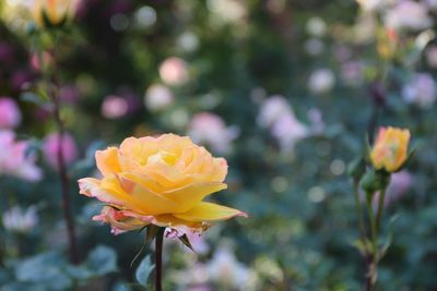 Close-up of yellow rose blooming outdoors