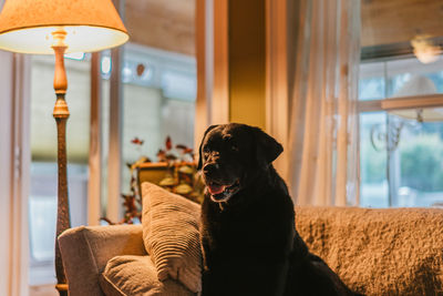 Black dog looking away at home