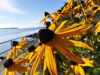 Close-up of honey bee on sunflower blooming against sky