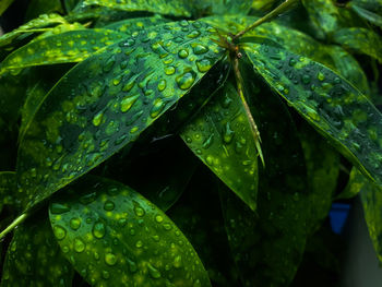 Close-up of wet plant leaves during rainy season