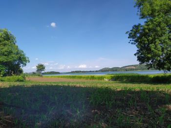 Scenic view of field against blue sky