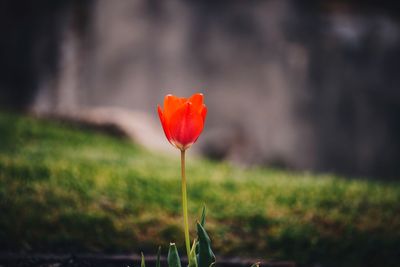 Close-up of red poppy flower on field