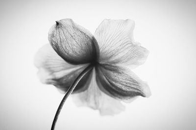 Macro shot of white flower