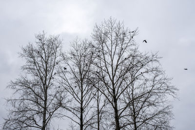 Low angle view of bare tree against sky