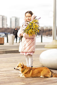 A toddler girl in a coat and fur headphones with a corgi dog in the park. holds a bouquet of mimosa