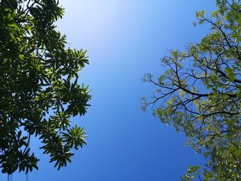 Low angle view of trees against clear blue sky