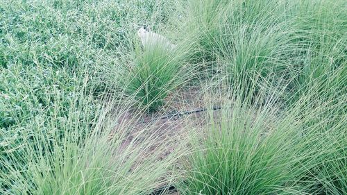 Full frame shot of grass