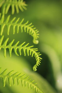 Close-up of fern leaves