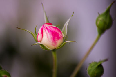 Close-up of pink flower blooming outdoors