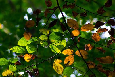 Close-up of leaves on plant