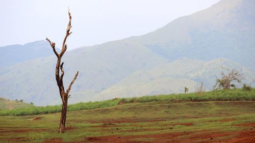 Tree on field against sky