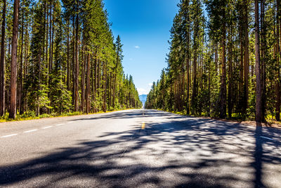 Road amidst trees in forest