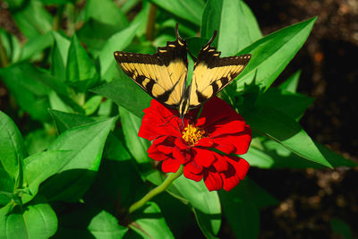 Close-up of butterfly pollinating on flower