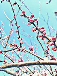 Low angle view of cherry blossoms in spring