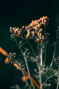 Close-up of wilted flower plant