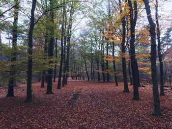 Trees in forest against sky