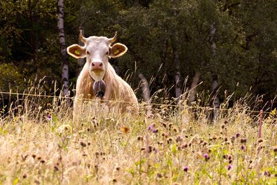 Portrait of an animal on field