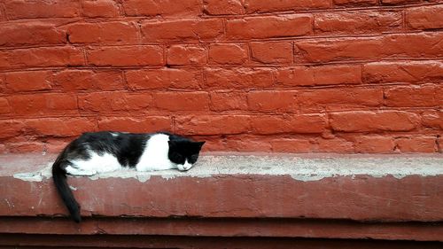 Black cat on brick wall