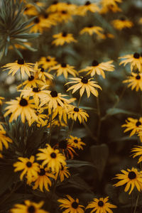 Close-up of yellow flowering plants on field