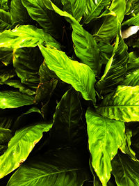 Full frame shot of green leaves