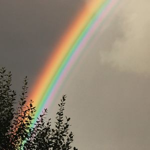 Low angle view of rainbow over trees against sky