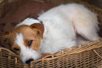 Close-up of a dog. dog sleeping in a basket. 