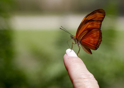 Close-up of butterfly on hand