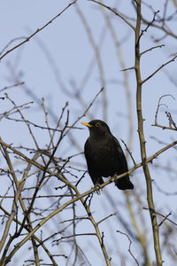 Blackbird is on the lookout